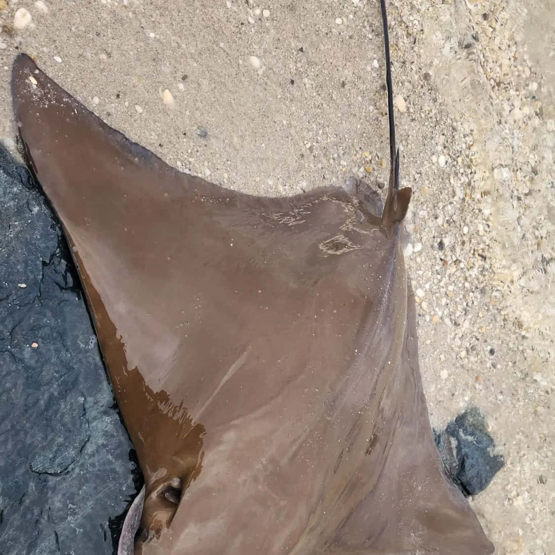 Cownose Ray On Shore Wallpaper