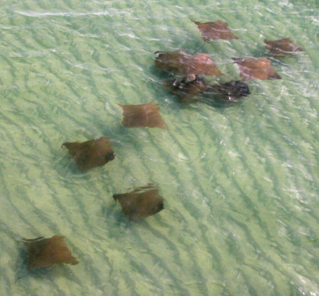 Cownose Ray School Swimming Wallpaper