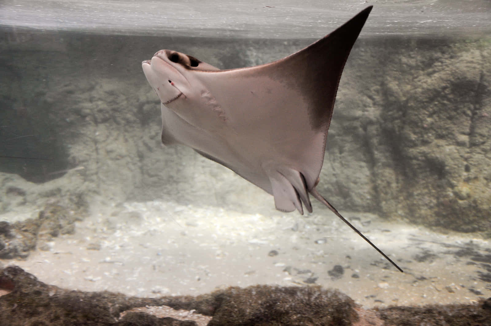 Cownose Ray Swimming Wallpaper