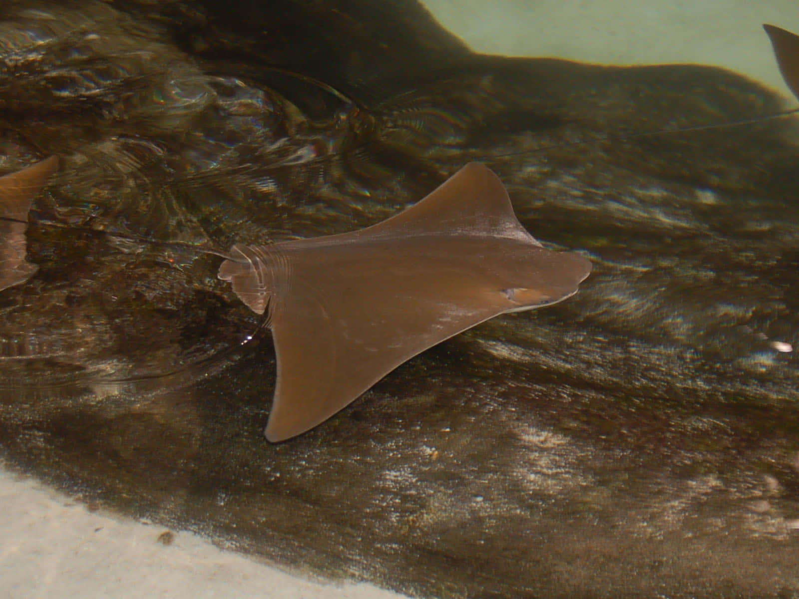 Cownose Ray Swimming Underwater.jpg Wallpaper