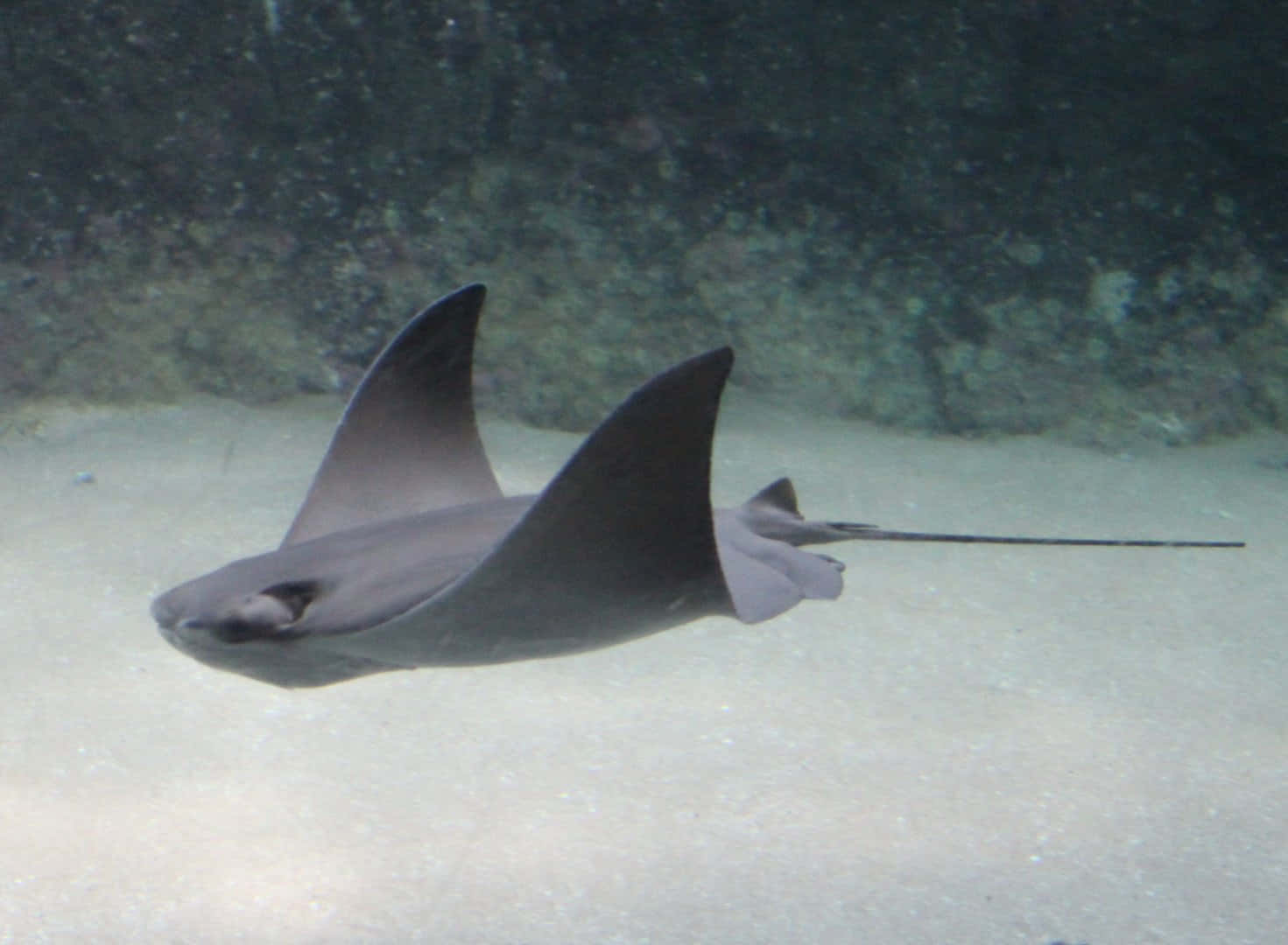 Cownose Ray Swimming Underwater.jpg Wallpaper