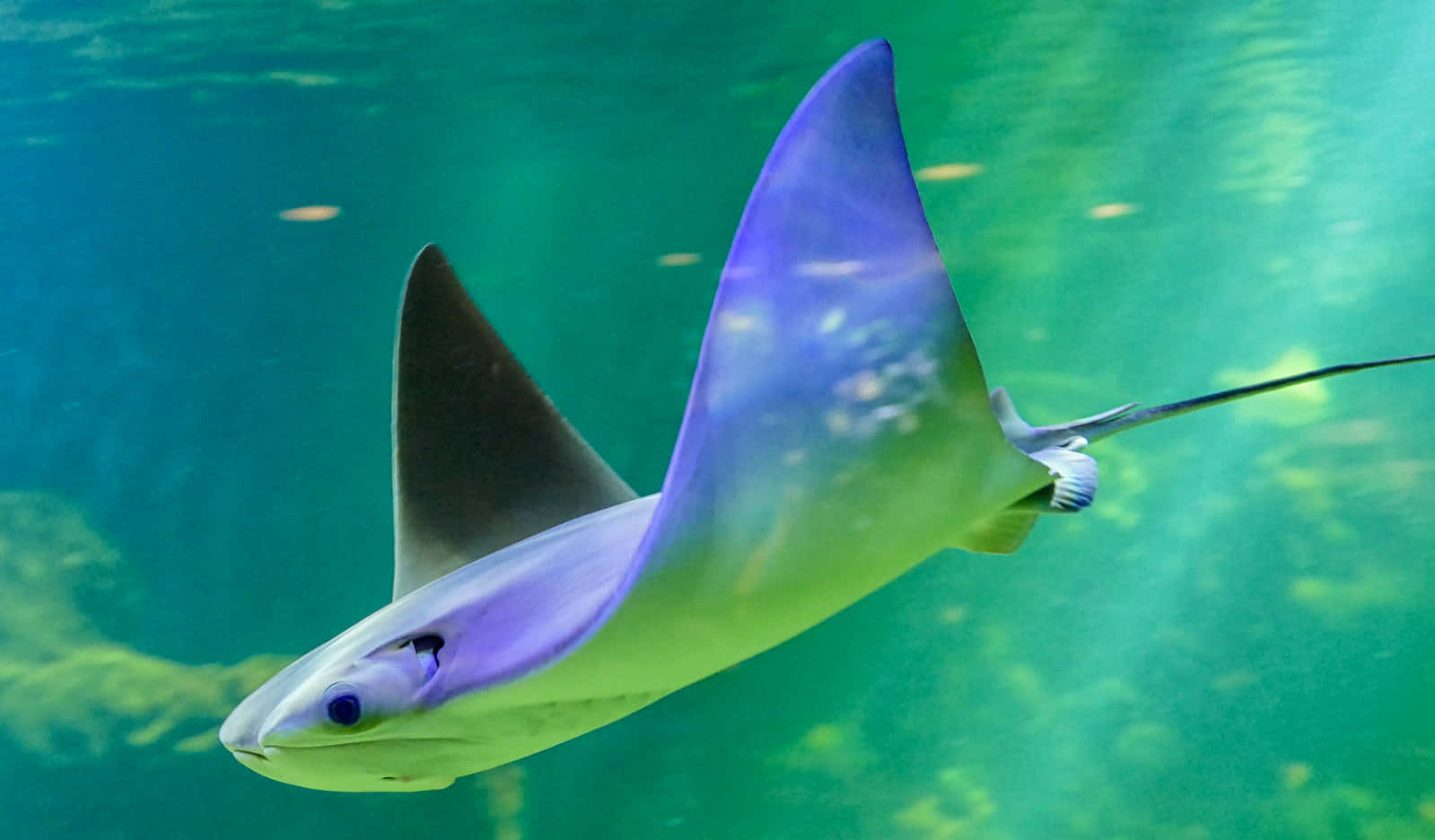 Cownose Ray Swimming Underwater.jpg Wallpaper