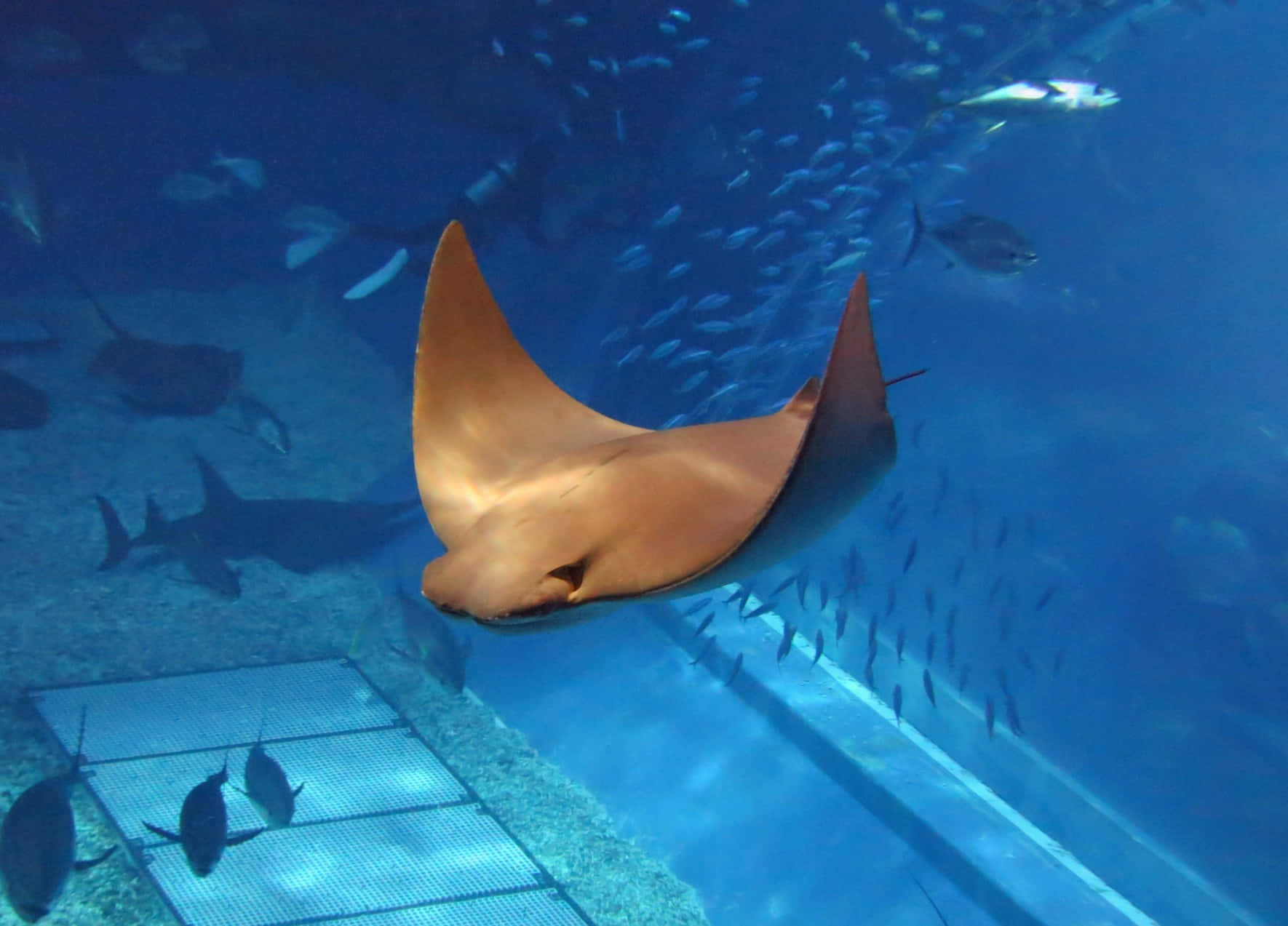 Cownose Ray Swimming Underwater Wallpaper