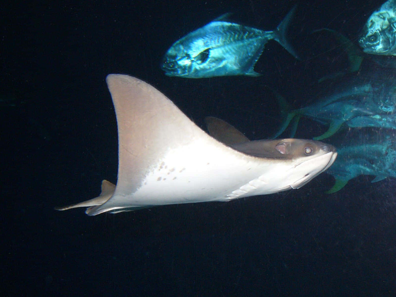 Cownose Ray Swimming With Fish Wallpaper