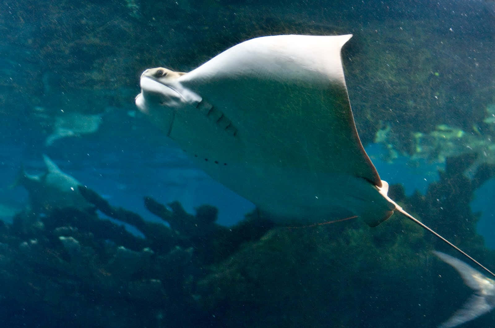 Cownose Ray Underwater Swimming Wallpaper