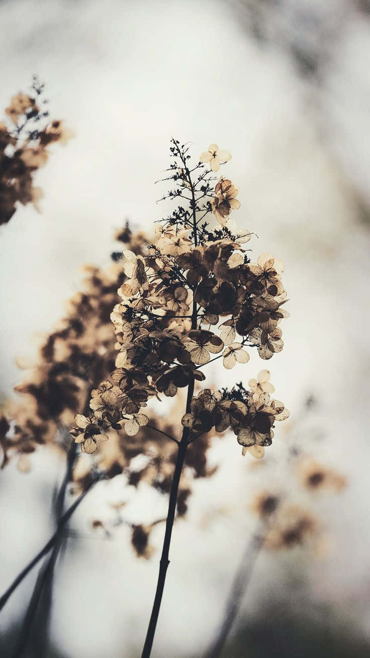 Cozy Spring Flowers Iphone Wallpaper