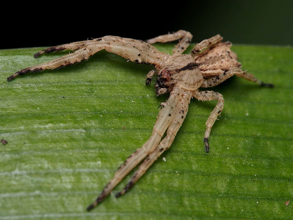 Crab Spider Camouflageon Leaf Wallpaper