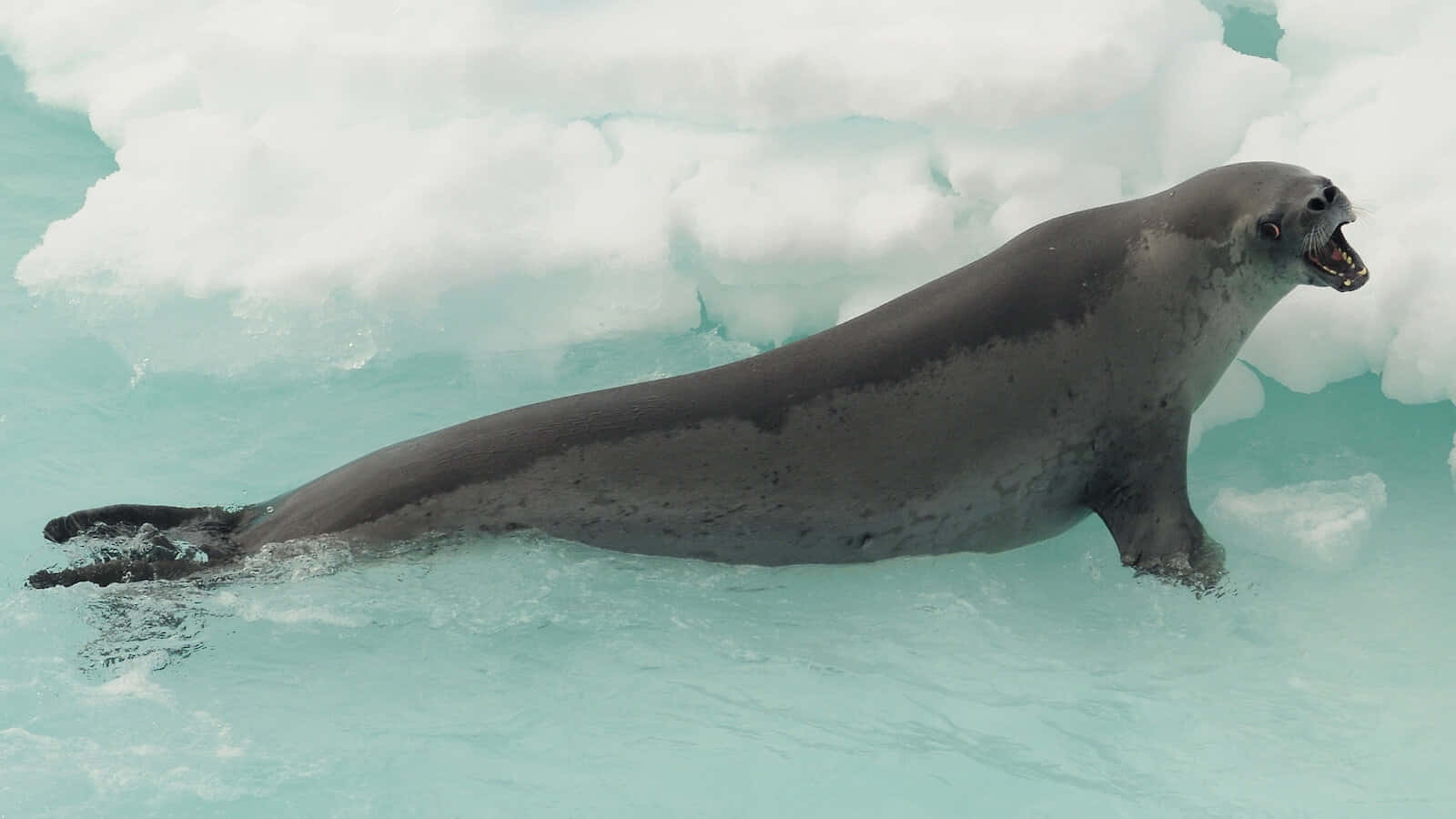 Crabeater Seal On Iceberg Wallpaper