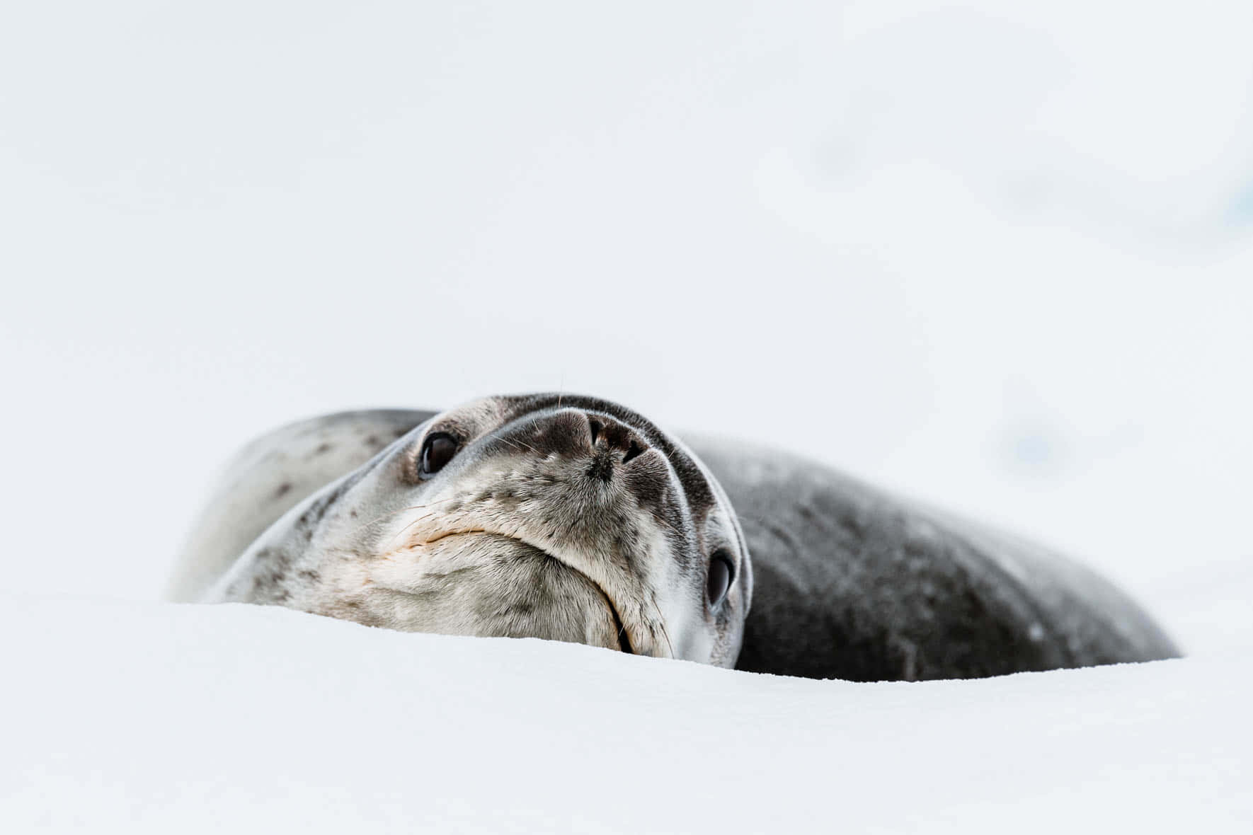 Crabeater Seal Restingon Ice Wallpaper