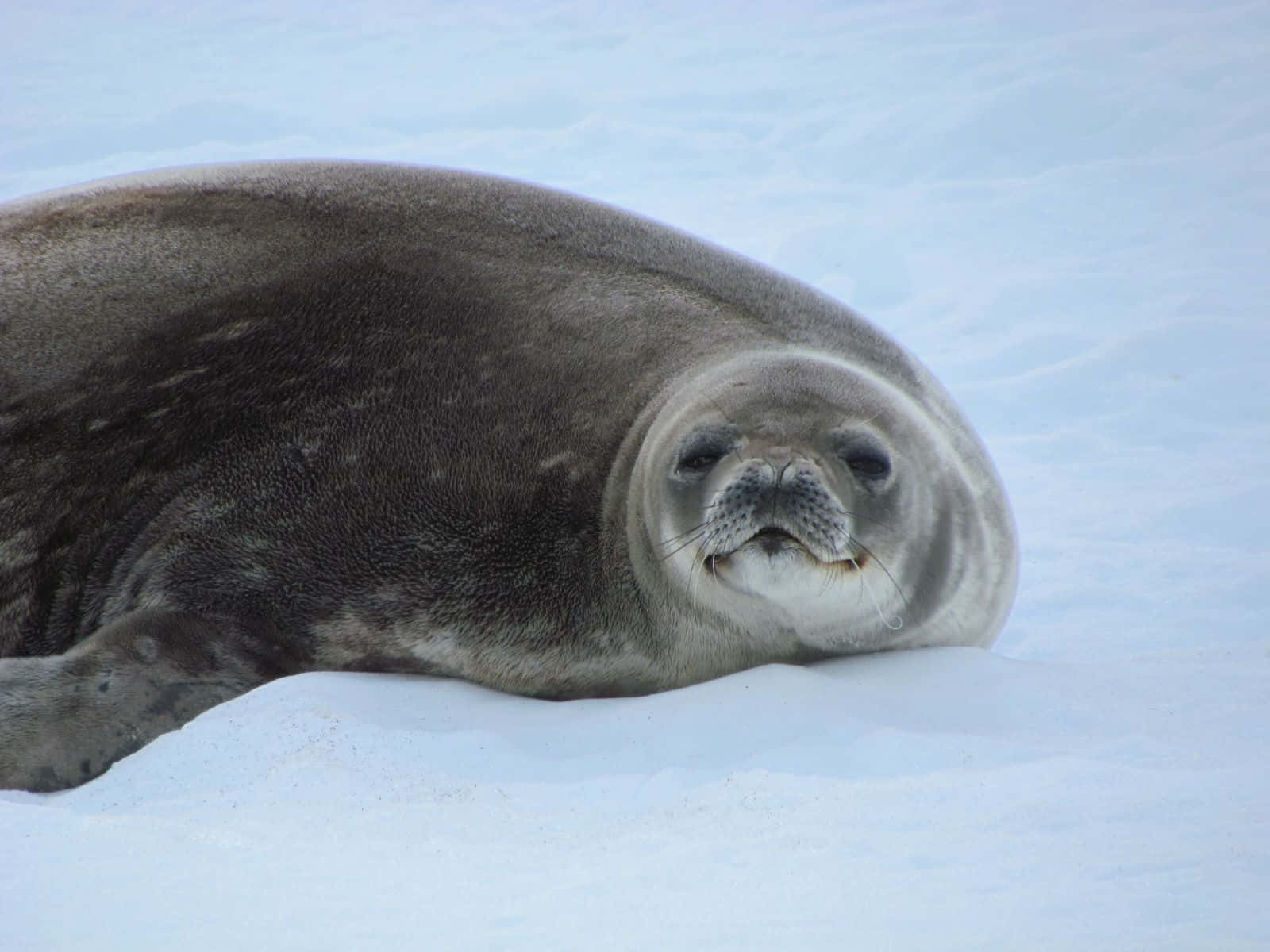 Crabeater Seal Restingon Ice Wallpaper