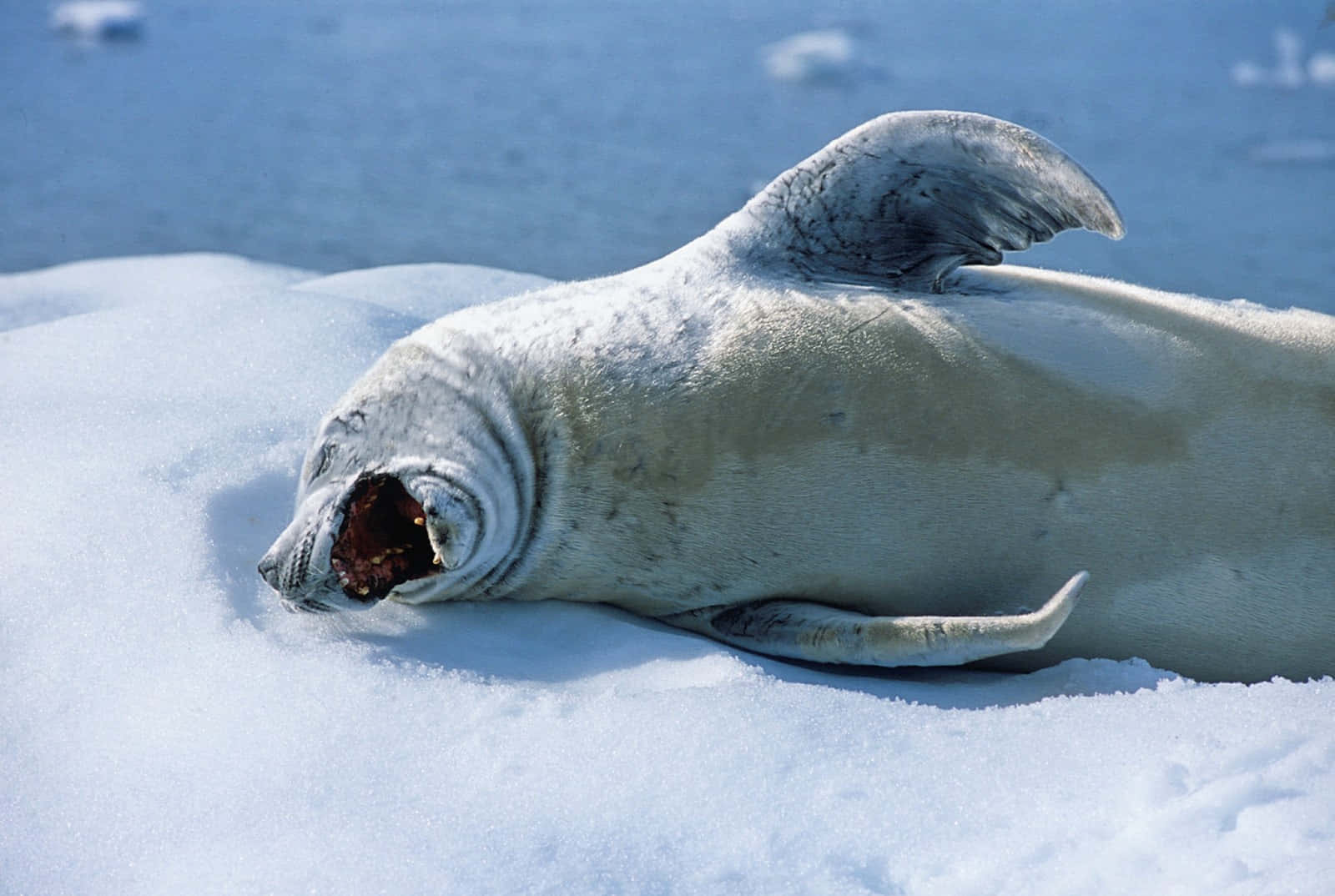 Crabeater Seal Restingon Ice Wallpaper