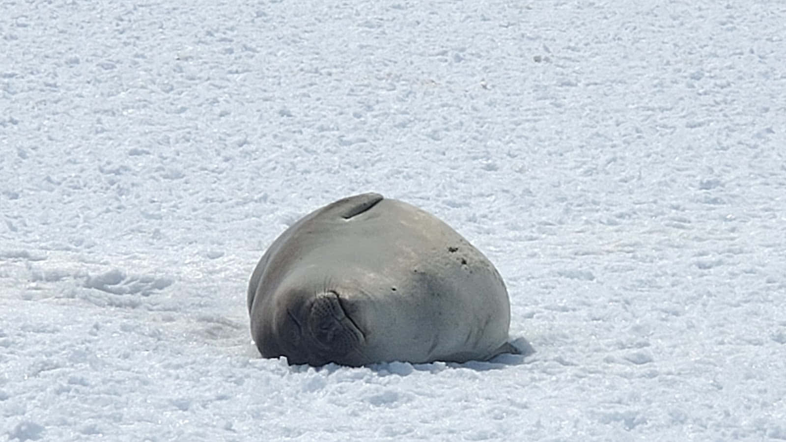 Crabeater Seal Restingon Ice Wallpaper