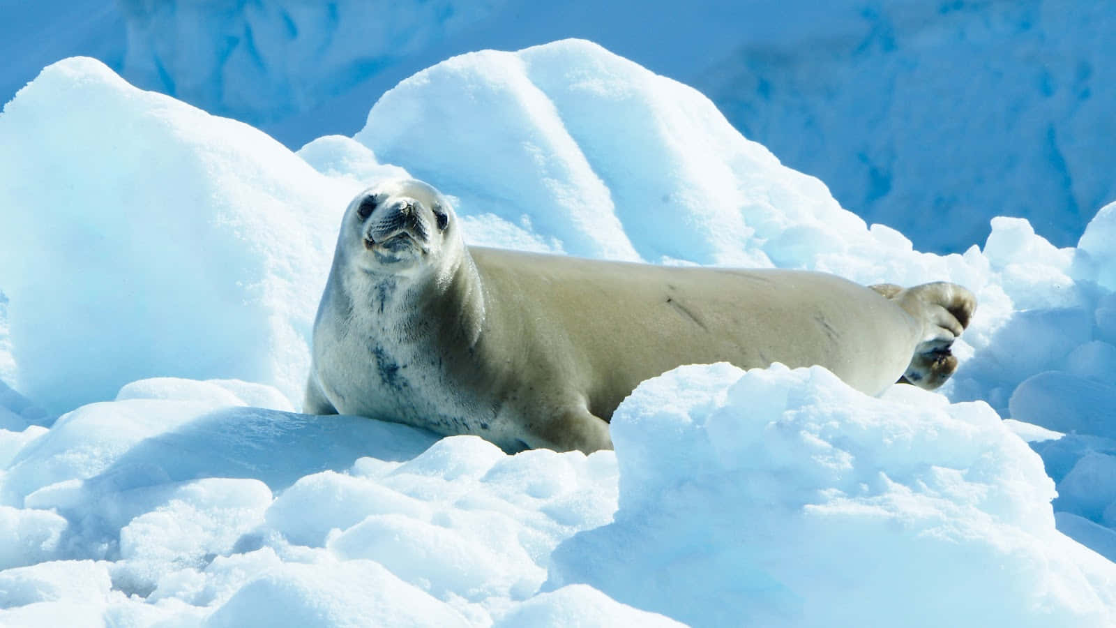 Crabeater Seal Restingon Iceberg Wallpaper