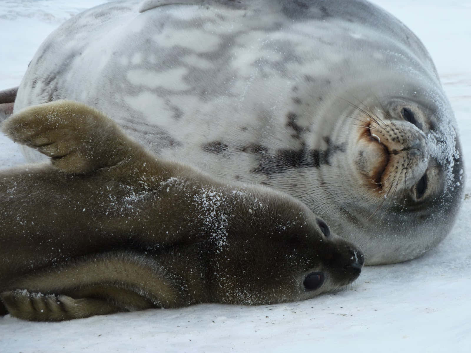 Crabeater Sealand Pup Restingon Ice Wallpaper