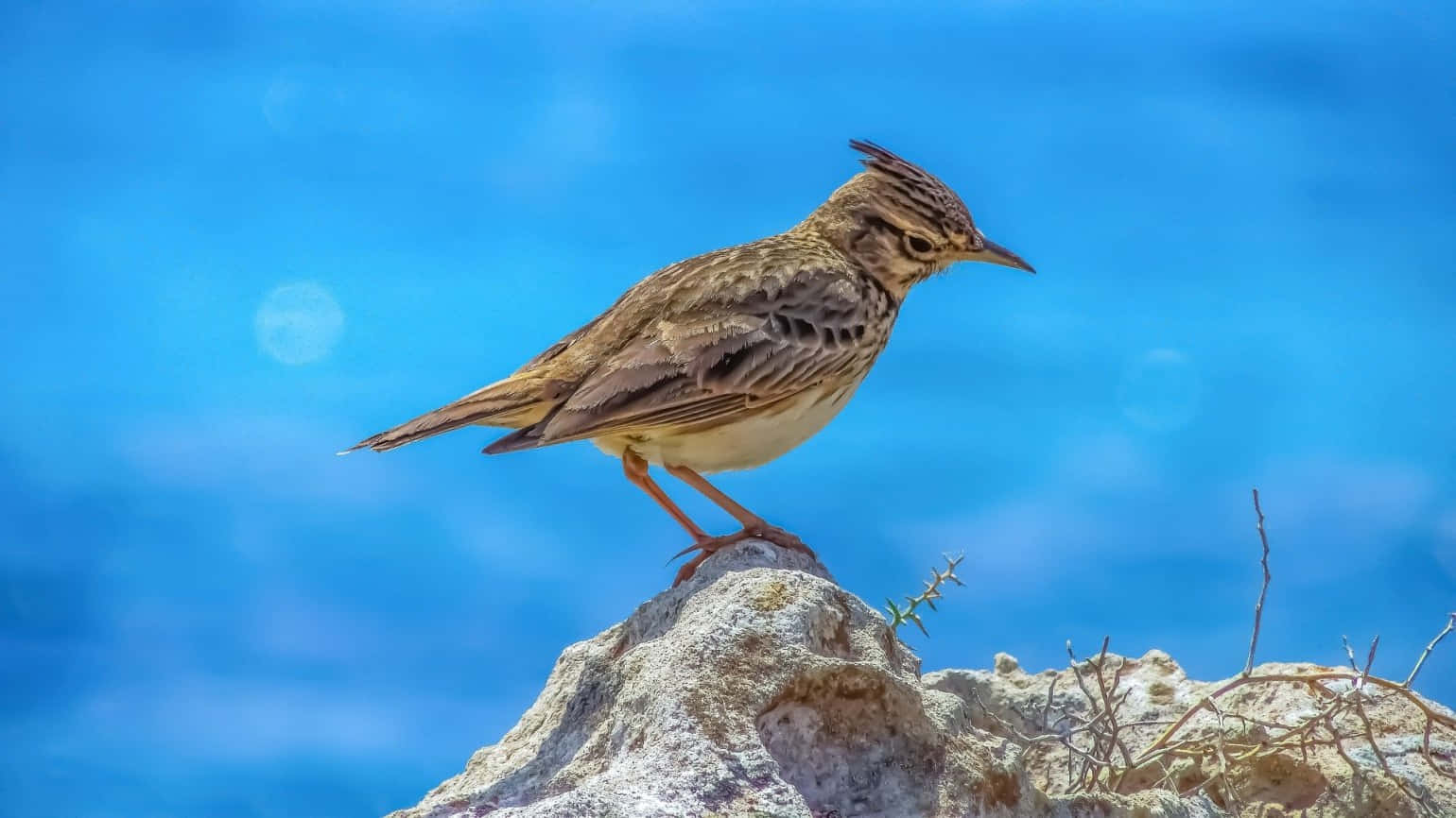 Crested Lark Perchedon Rock Wallpaper