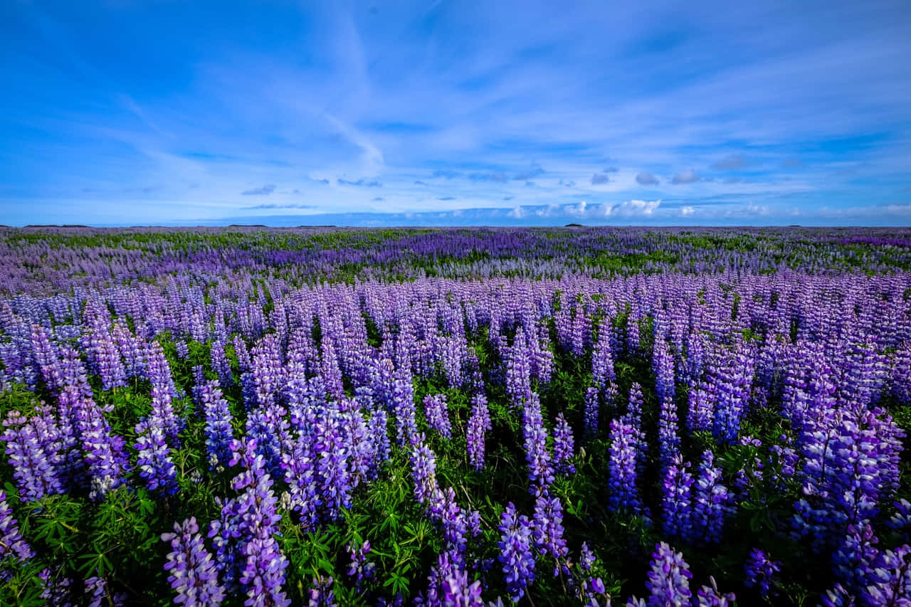 Crimson Bloom: A Majestic Flower Landscape Wallpaper