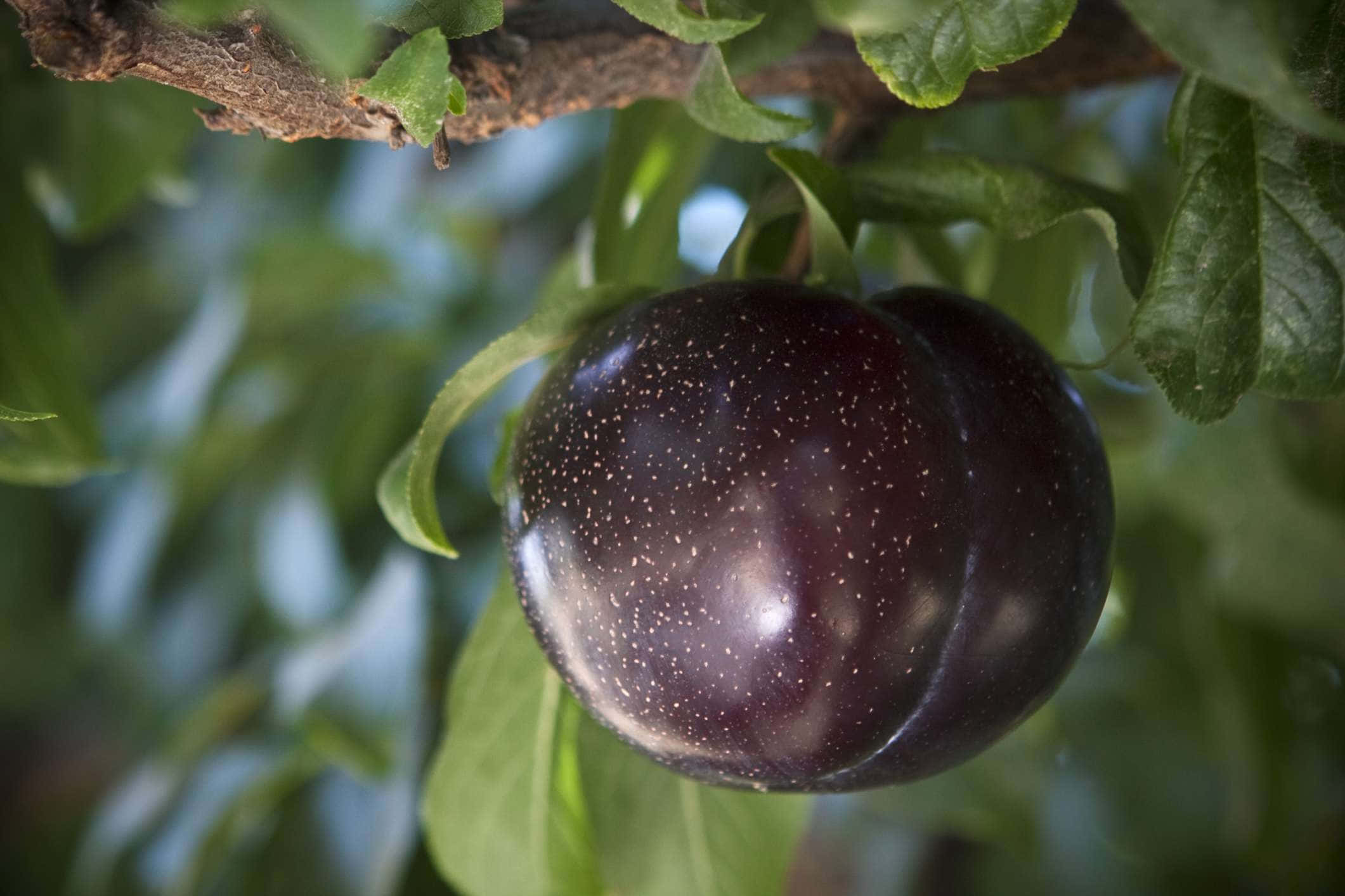 Crisp And Juicy Purple Plums Wallpaper