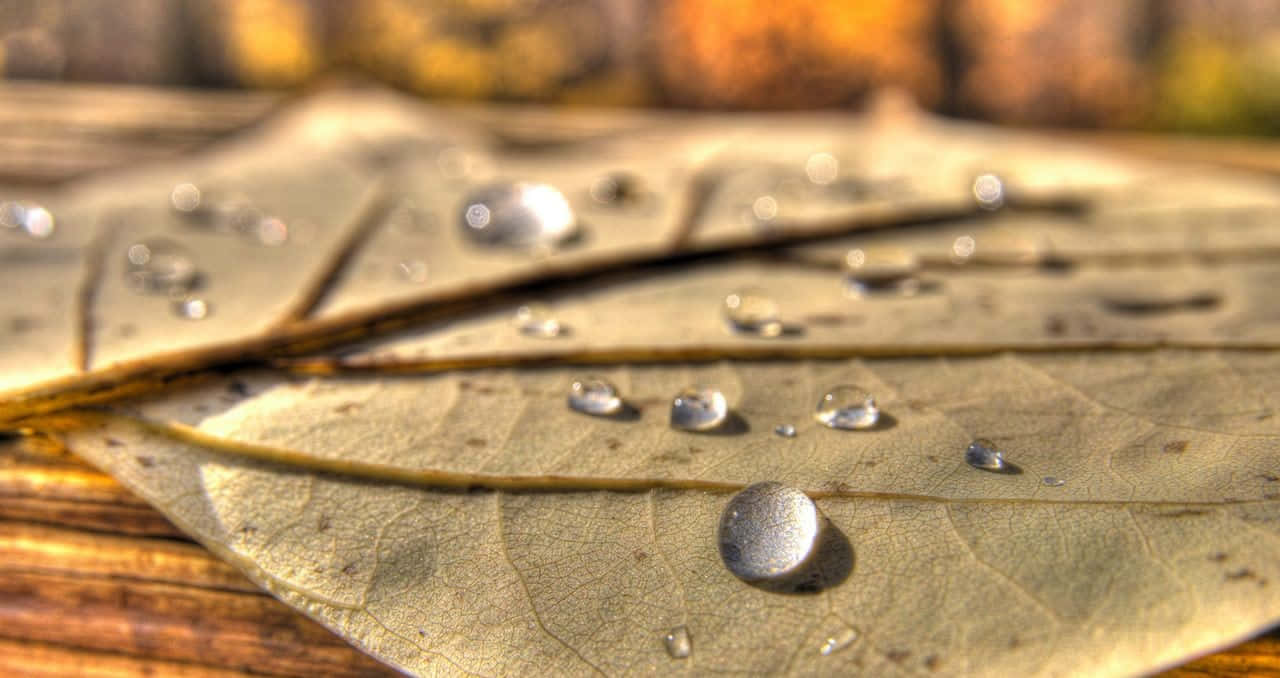 Crisp Clear Droplets [wallpaper] Wallpaper