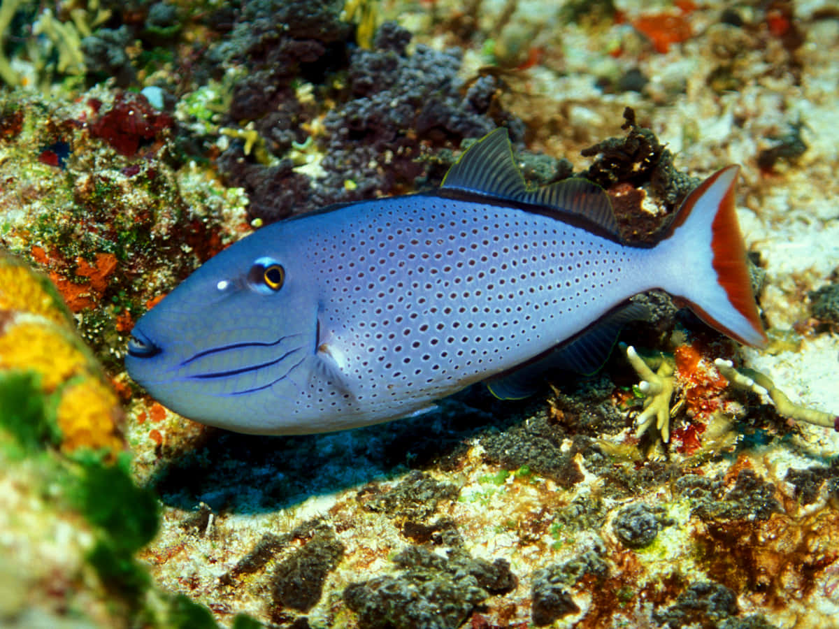 Crisp Colorful Image Of A Triggerfish Wallpaper