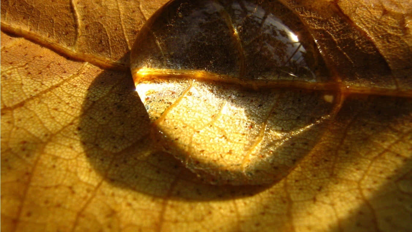 Crisp Fall Dew On Autumn Leaves Wallpaper