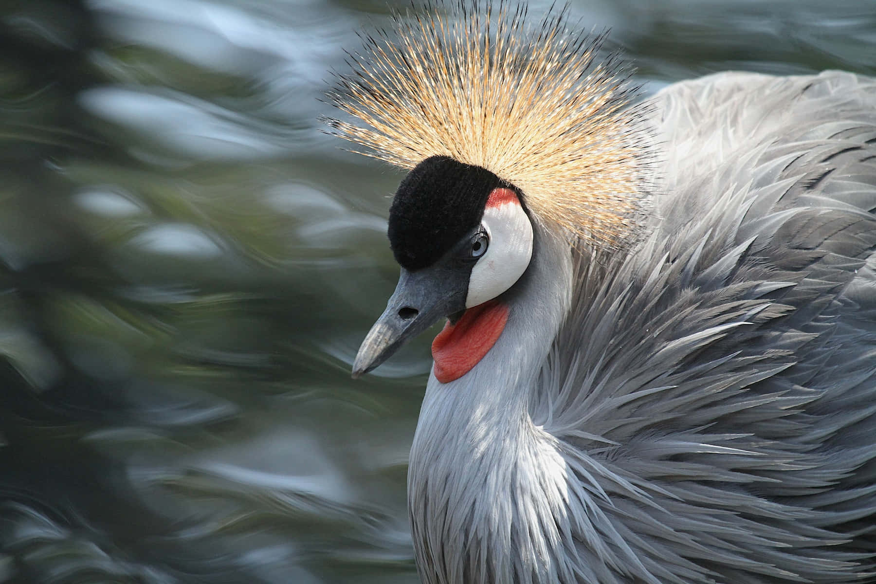 Crowned Crane Portrait Wallpaper