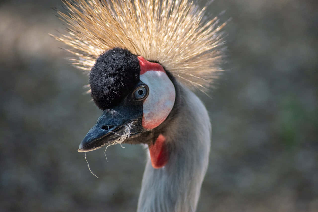 Crowned Crane Portrait Wallpaper