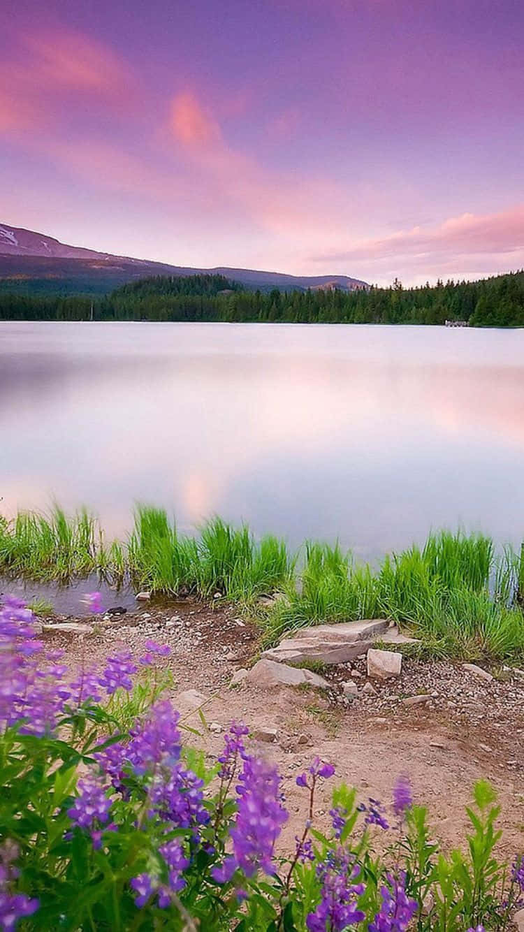 Crystal Clear Spring Water Flowing Through A Beautiful Natural Landscape Wallpaper