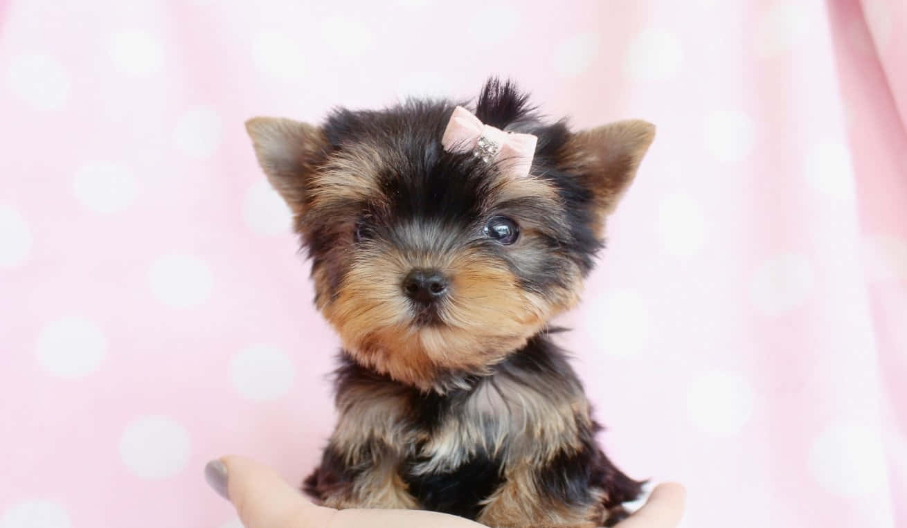 Cuddle Up With A Teacup Yorkie Wallpaper