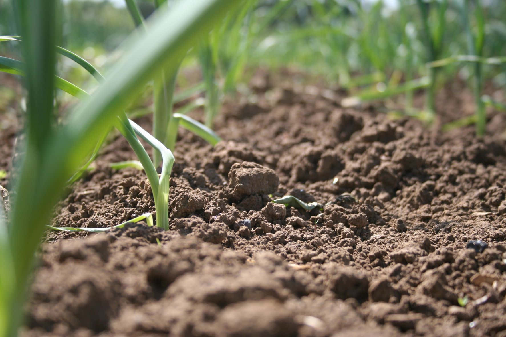 Cultivating Garlic In Enriched Soil Wallpaper