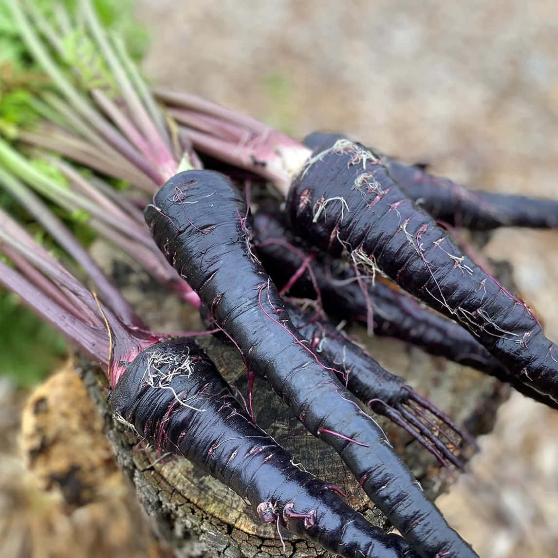 Cultivating Purple Carrots Wallpaper