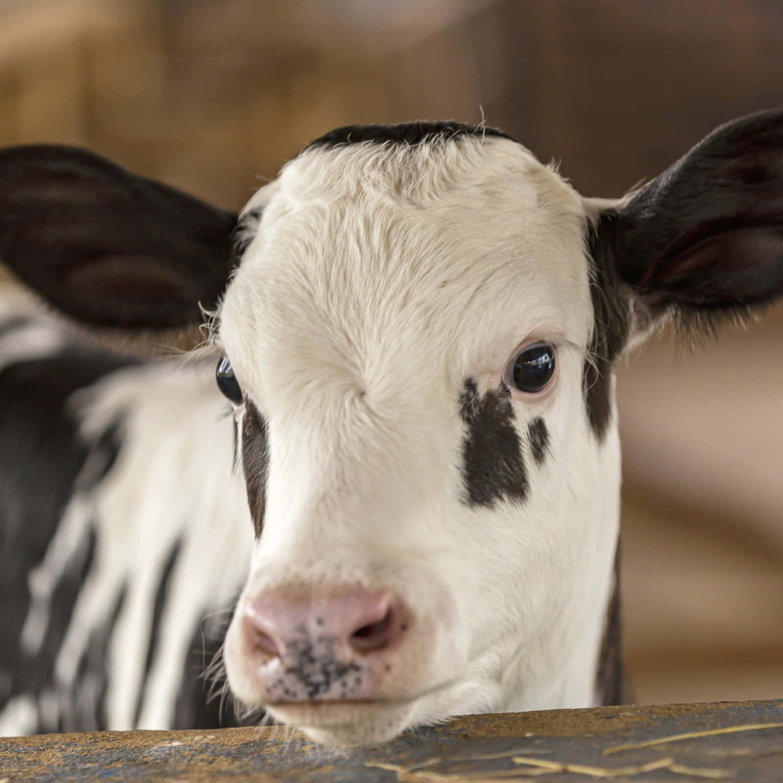 Curious Baby Cow Close Up Wallpaper