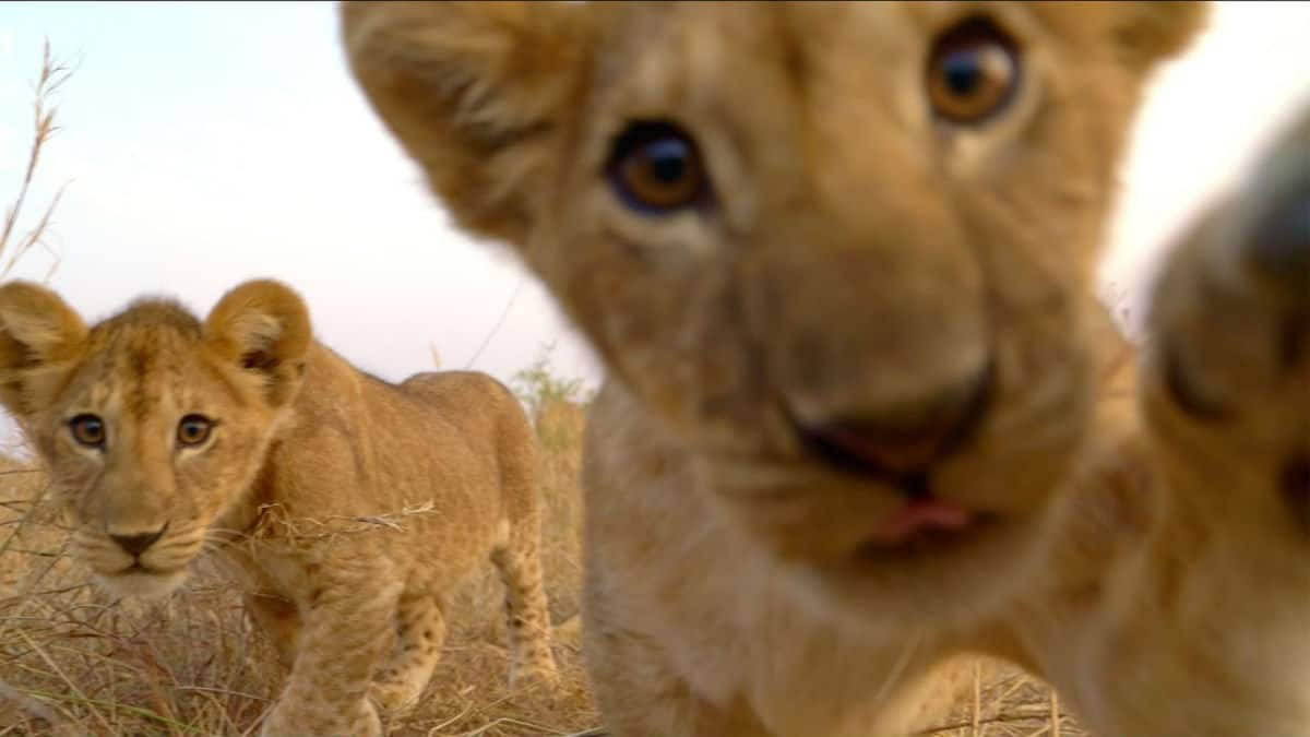 Curious Baby Lions Wallpaper