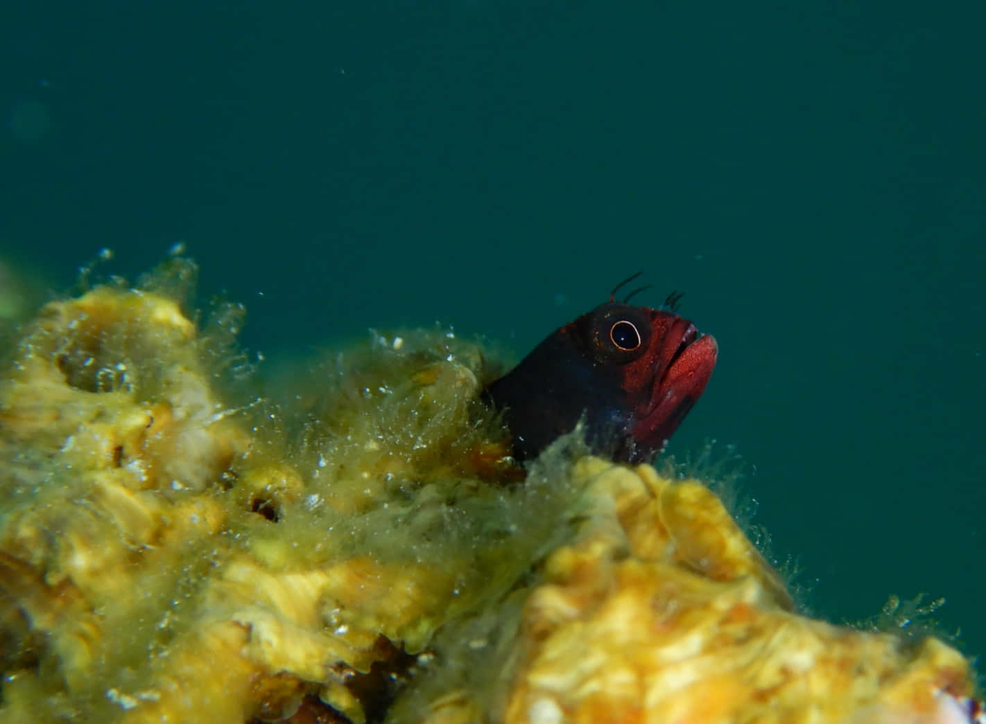 Curious Blenny Peeking Out Wallpaper