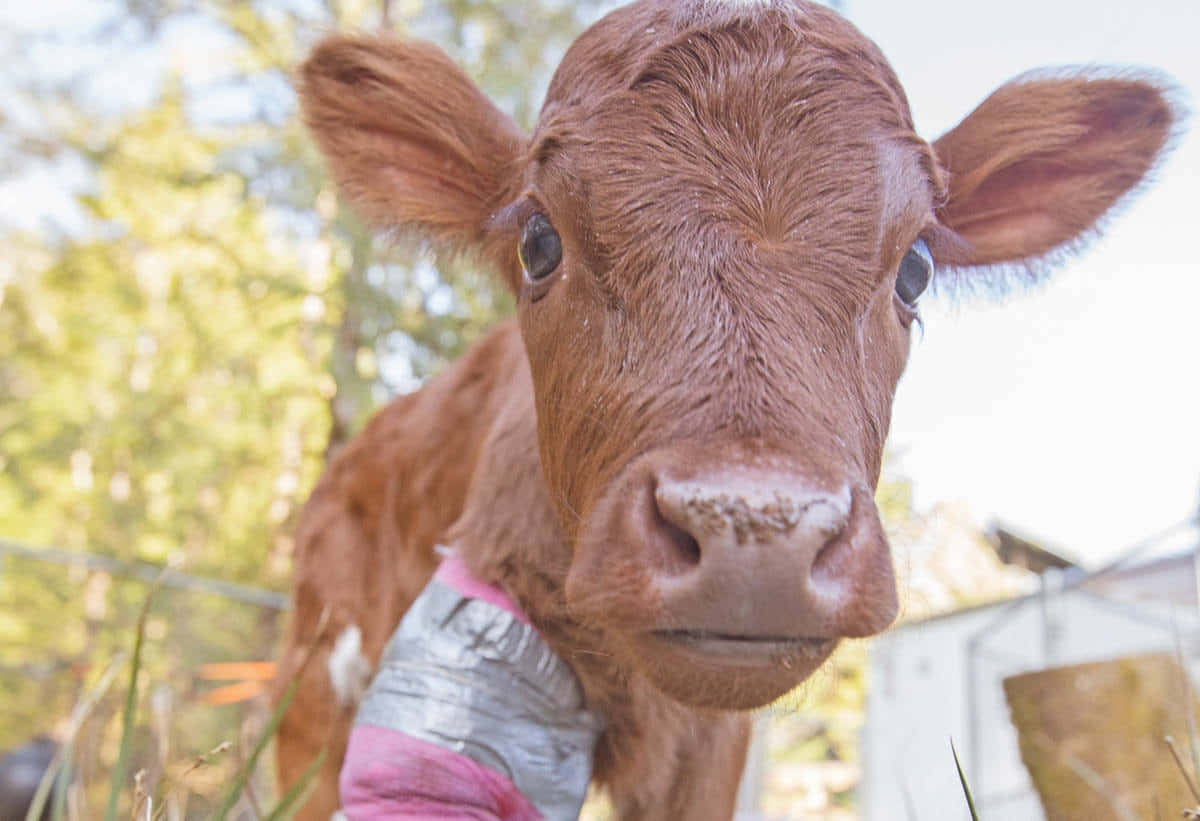 Curious Brown Calf Outdoors.jpg Wallpaper