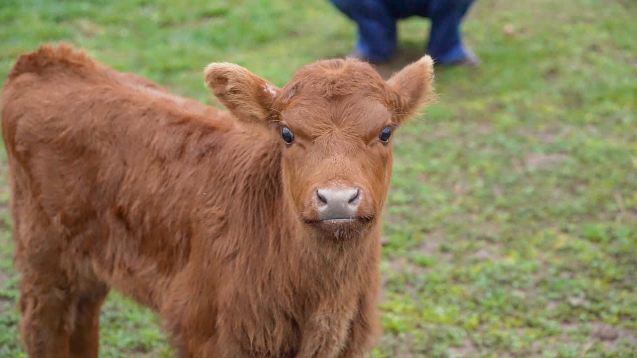 Curious Brown Calf Outdoors.jpg Wallpaper