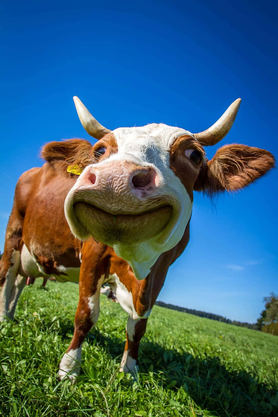 Curious Brown Cow Blue Sky Wallpaper