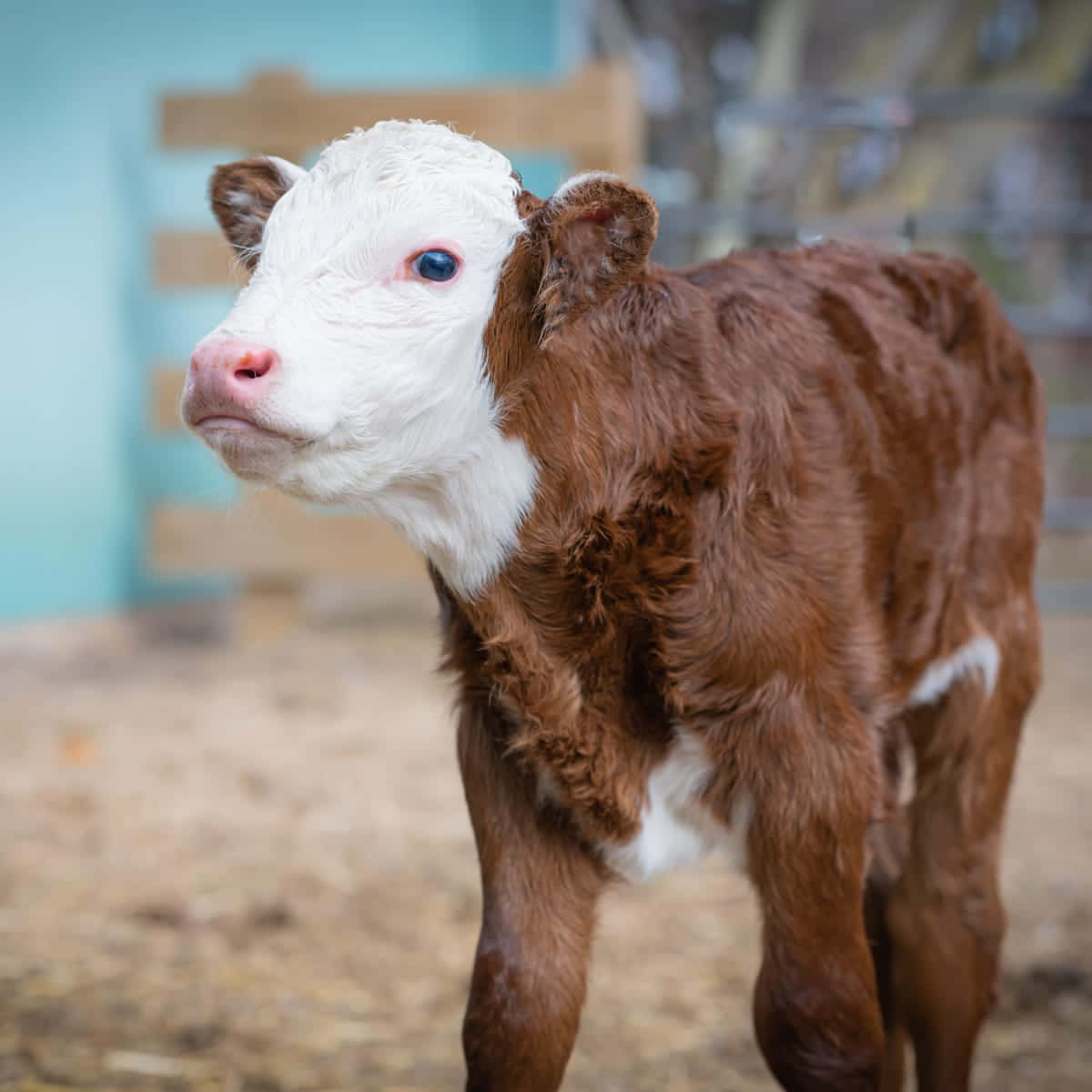 Curious Brown White Calf Wallpaper