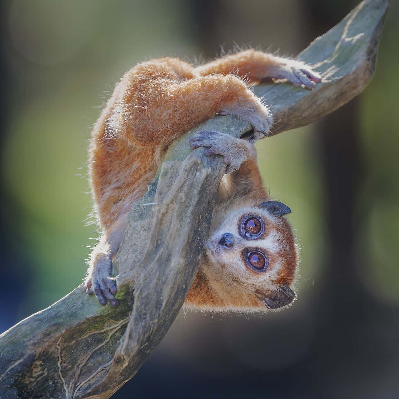 Curious Bush Baby On Branch Wallpaper