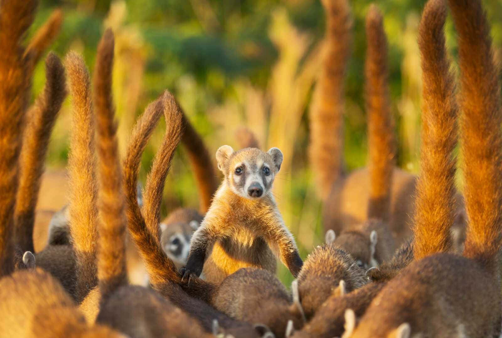 Curious Coati Amidst Tails Wallpaper