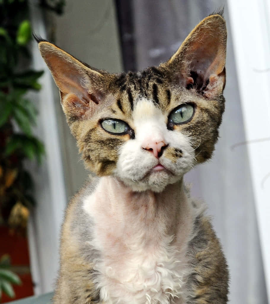 Curious Devon Rex Cat With Green Eyes Wallpaper