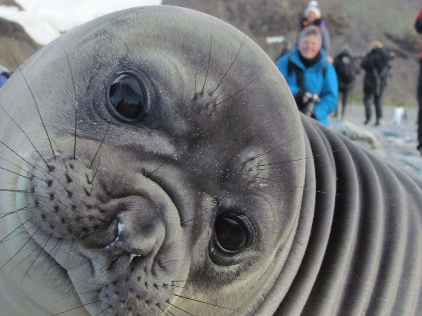 Curious Elephant Seal Closeup Wallpaper