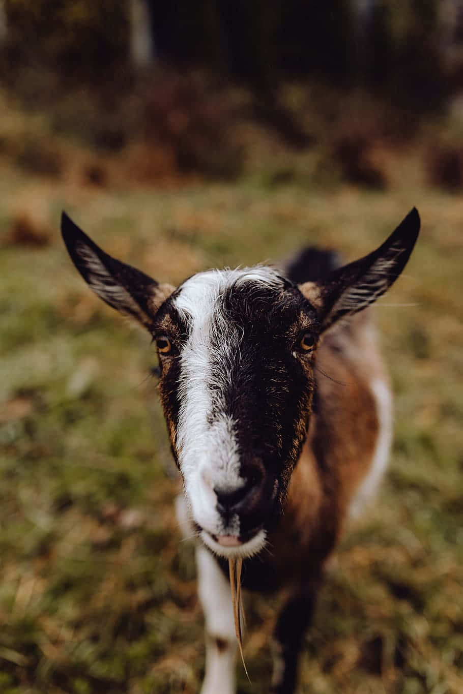 Curious Goat Up Close.jpg Wallpaper