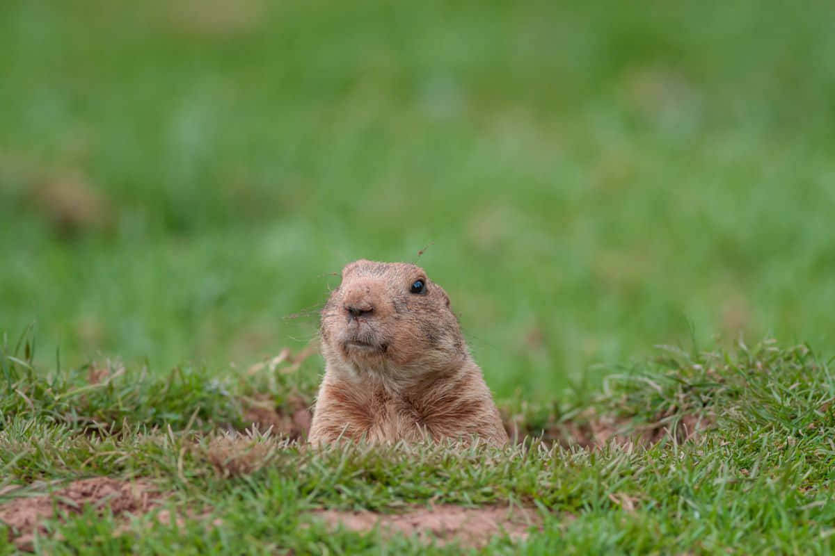 Curious Gopher Peeking Out Of Burrow.jpg Wallpaper