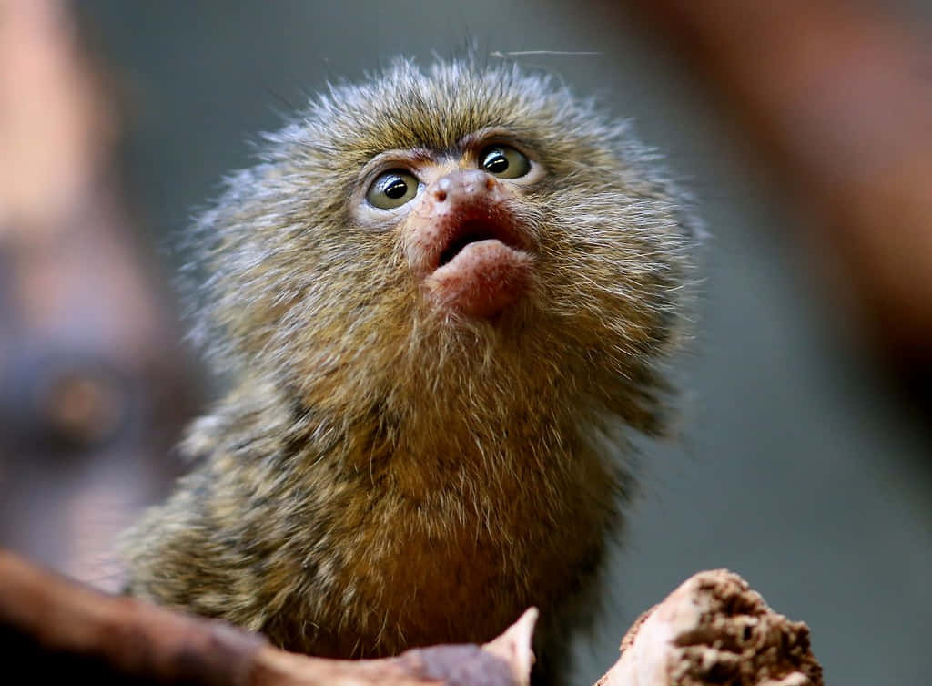 Curious Marmoset Looking Upward Wallpaper