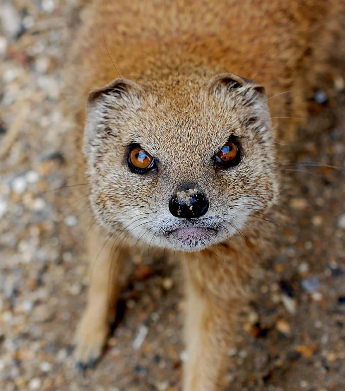 Curious Mongoose Close Up Wallpaper