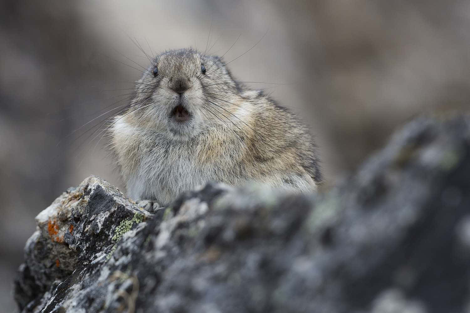 Curious Pika Peeking Over Rock Wallpaper