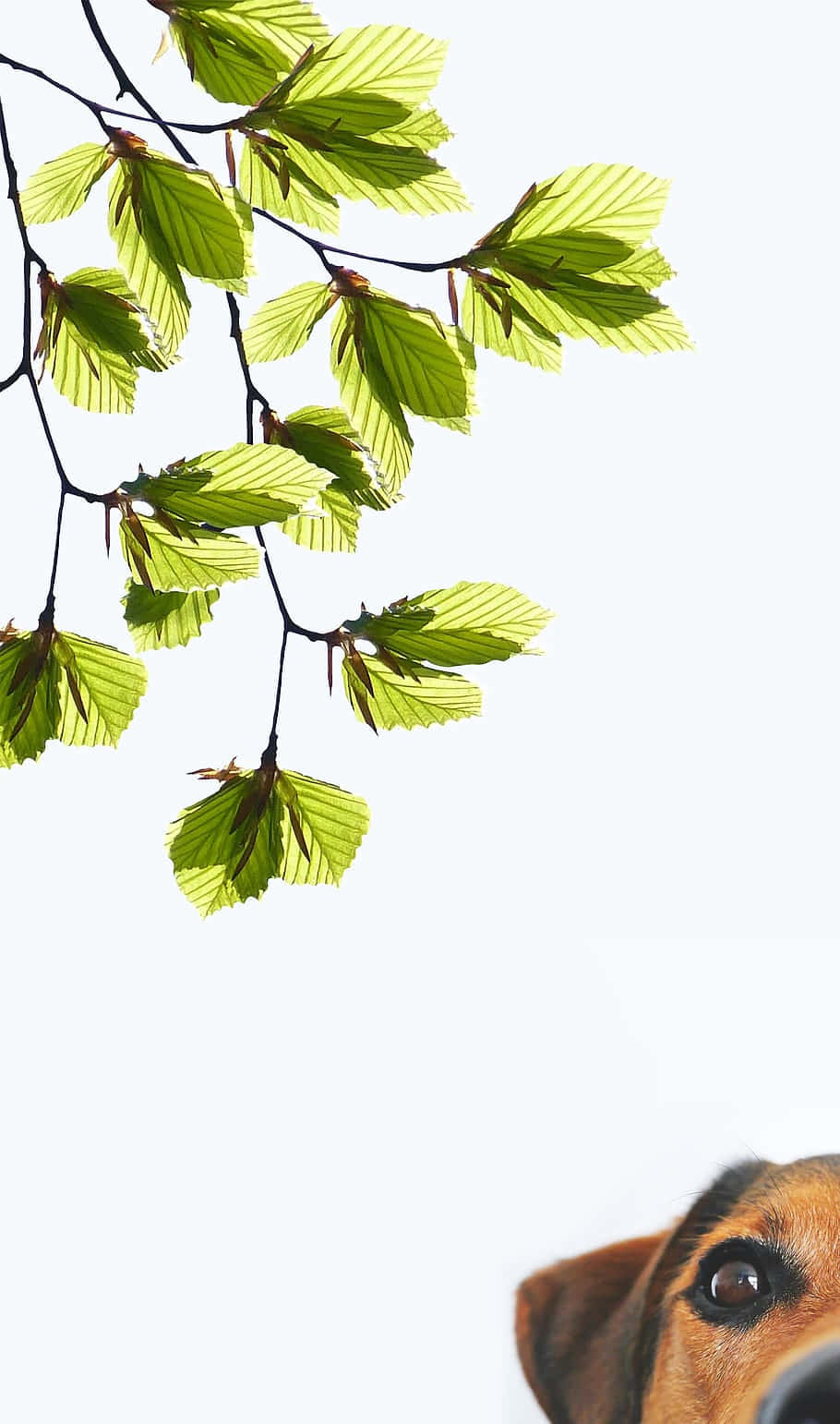 Curious Puppy Peeking Beneath Leaves Wallpaper