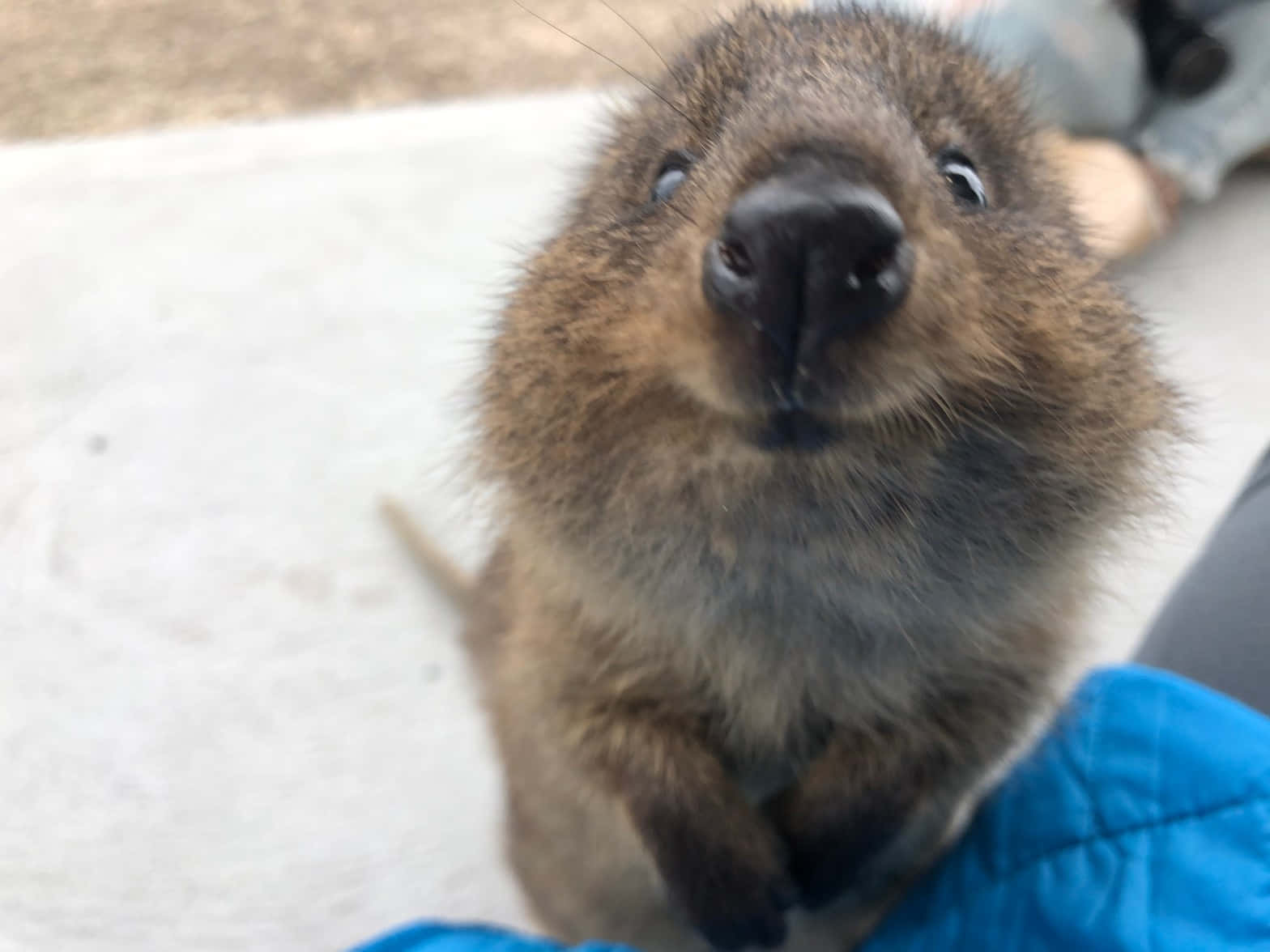 Curious Quokka Up Close.jpg Wallpaper