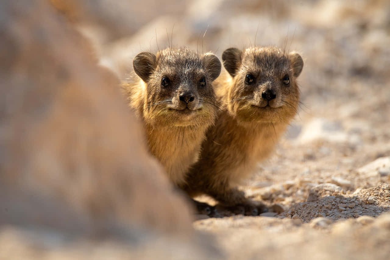 Curious Rock Hyraxes Peeking Out Wallpaper