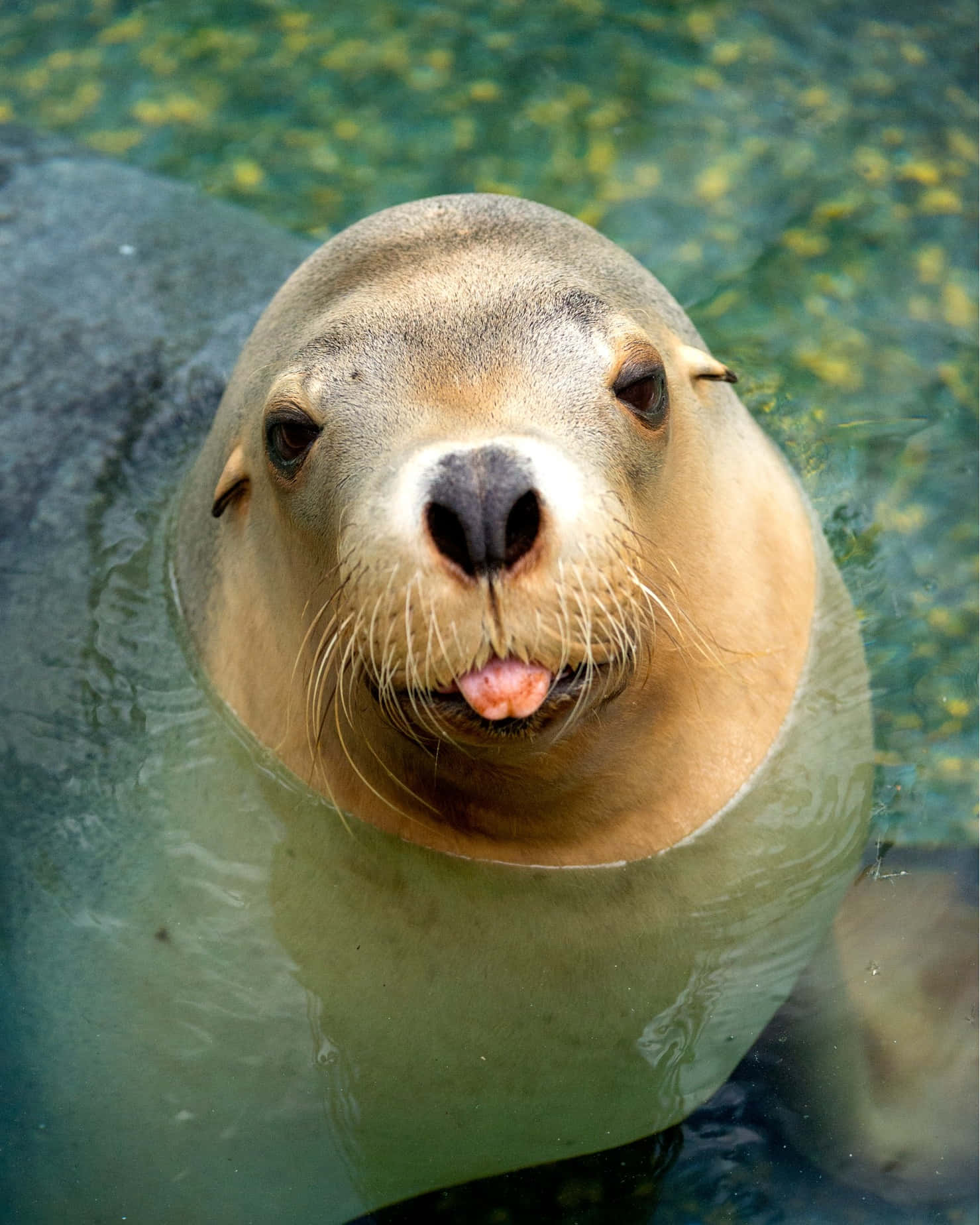 Curious Seal Adelaide Zoo Wallpaper